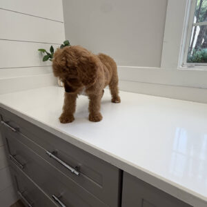 Glow - F Cavapoo Puppy - Litter --_