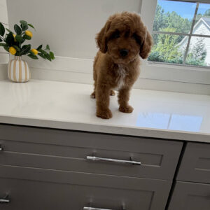 Glow - F Cavapoo Puppy - Litter --_