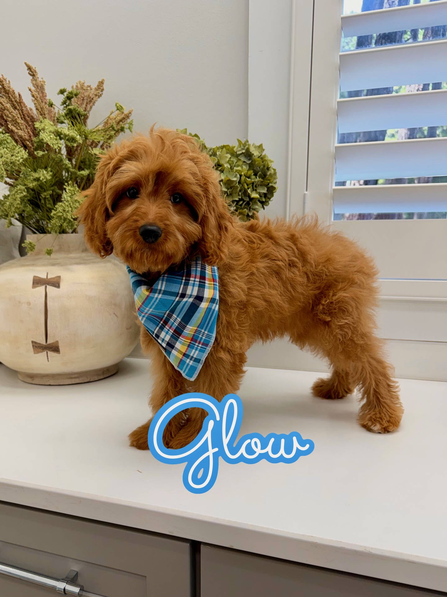 Glow - F Cavapoo Puppy - Litter --_-