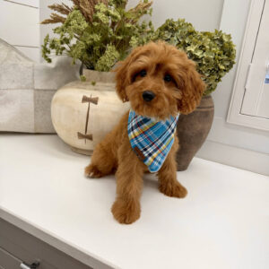 Glow - F Cavapoo Puppy - Litter --_-