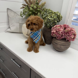 Glow - F Cavapoo Puppy - Litter --_-