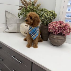 Glow - F Cavapoo Puppy - Litter --_-