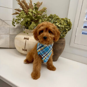 Glow - F Cavapoo Puppy - Litter --_-