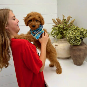 Glow - F Cavapoo Puppy - Litter --_-