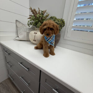Glow - F Cavapoo Puppy - Litter --_-