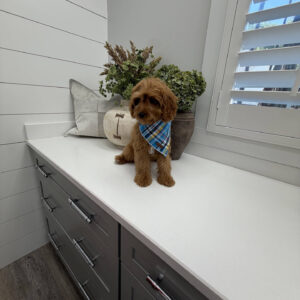 Glow - F Cavapoo Puppy - Litter --_-