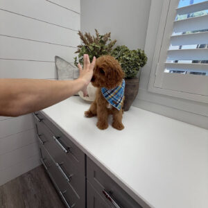 Glow - F Cavapoo Puppy - Litter --_-