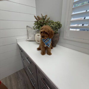 Glow - F Cavapoo Puppy - Litter --_-
