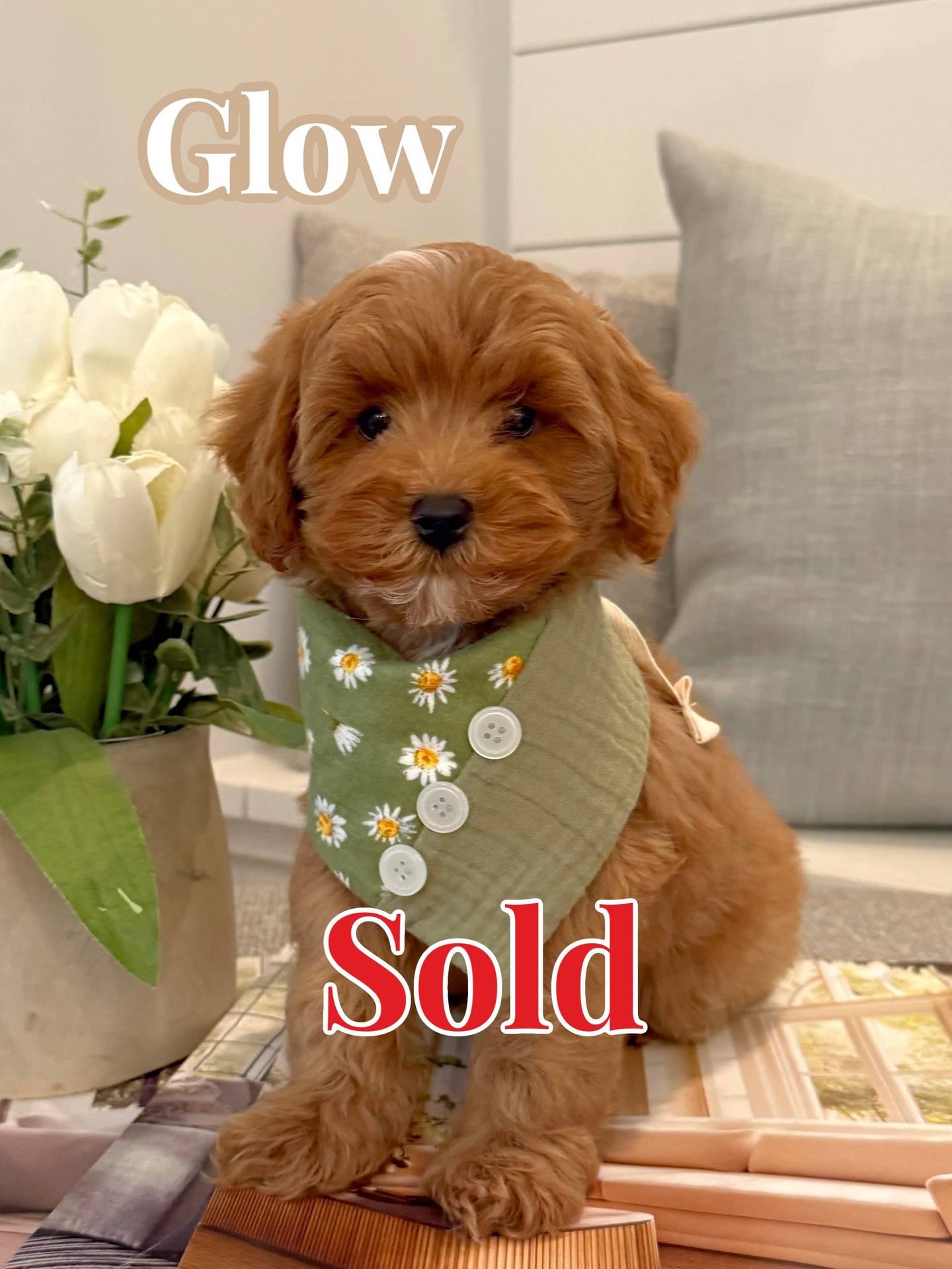 Glow - Teddy Bear Red White Male FB Tiny Toy Maltipoo - BPPP - Forever Home in New Orleans LA