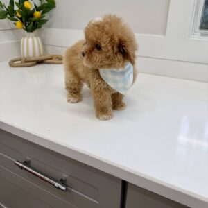 Gomez - FB Maltipoo Puppy - BPPP Litter --_