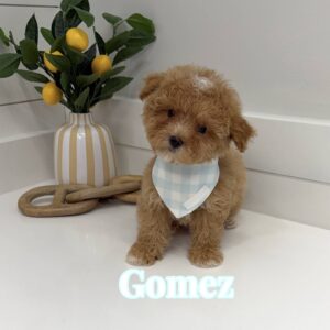 Gomez - FB Maltipoo Puppy - BPPP Litter --_