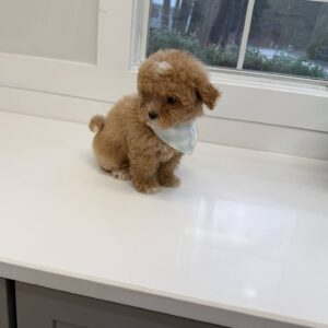 Gomez - FB Maltipoo Puppy - BPPP Litter --_