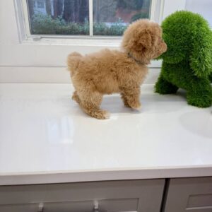 Gomez - FB Maltipoo Puppy - BPPP Litter --_