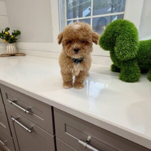 Gomez - FB Maltipoo Puppy - BPPP Litter --_