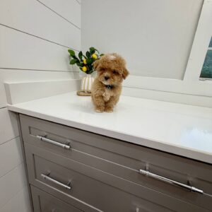 Gomez - FB Maltipoo Puppy - BPPP Litter --_