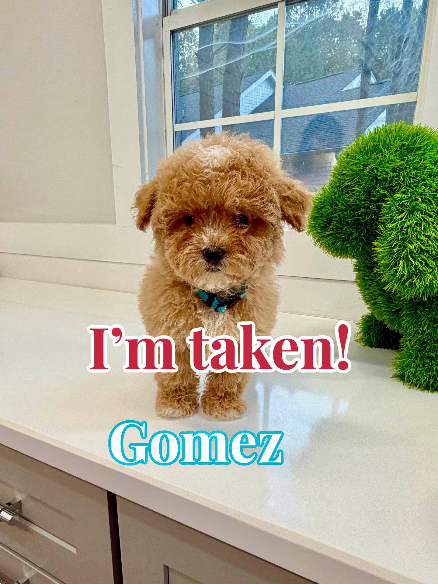 Gomez - Forever Home in Shelby Township- MI