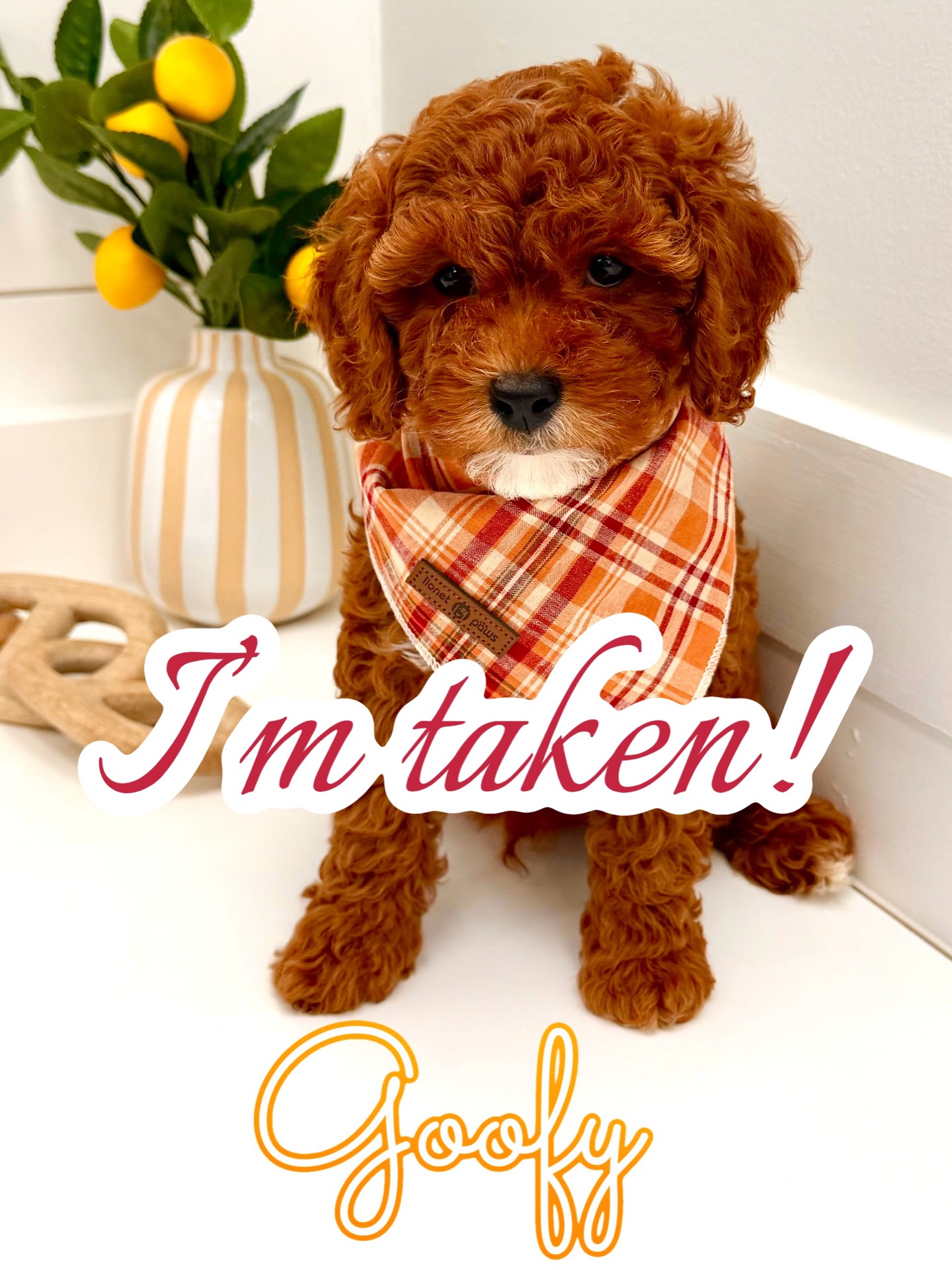 Goofy - FB Cavapoo Puppy - PPP Litter -- - Forever Home in Chattanooga- TN