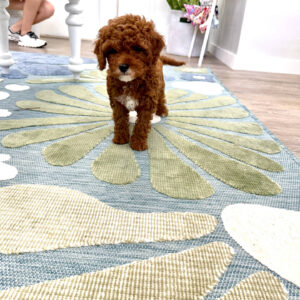 Goofy - FB Cavapoo Puppy - PPP Litter --_