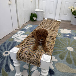 Goofy - FB Cavapoo Puppy - PPP Litter --_