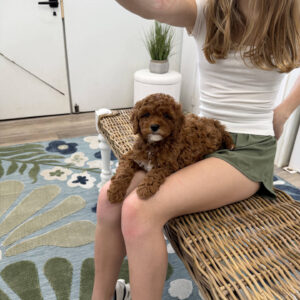Goofy - FB Cavapoo Puppy - PPP Litter --_