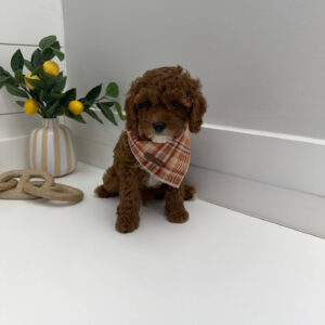 Goofy - FB Cavapoo Puppy - PPP Litter --_