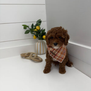 Goofy - FB Cavapoo Puppy - PPP Litter --_