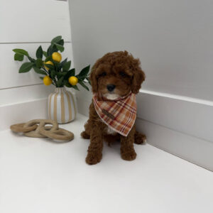 Goofy - FB Cavapoo Puppy - PPP Litter --_