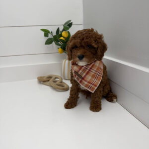 Goofy - FB Cavapoo Puppy - PPP Litter --_