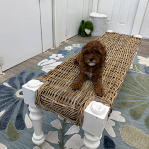 Goofy - FB Cavapoo Puppy - PPP Litter --_