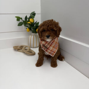 Goofy - FB Cavapoo Puppy - PPP Litter --_