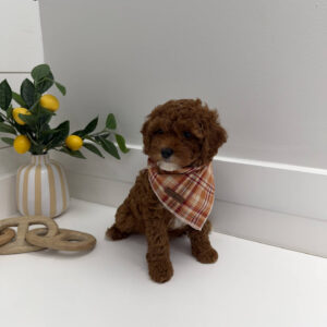 Goofy - FB Cavapoo Puppy - PPP Litter --_