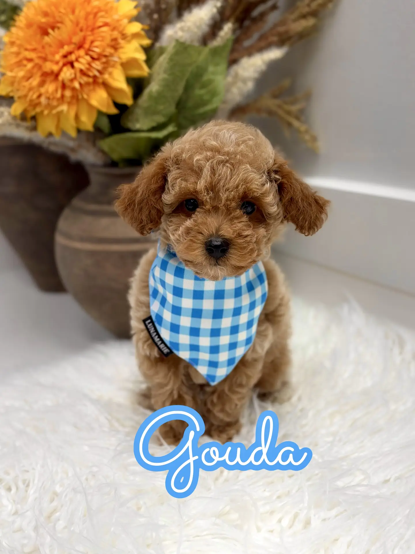 Gouda - FBB Toy Goldendoodle Puppy - Litter --_