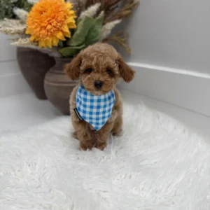 Gouda - FBB Toy Goldendoodle Puppy - Litter --_