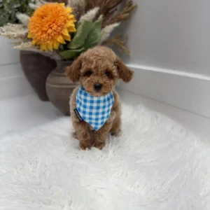 Gouda - FBB Toy Goldendoodle Puppy - Litter --_