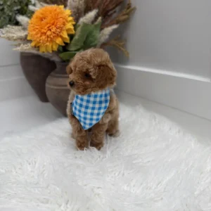 Gouda - FBB Toy Goldendoodle Puppy - Litter --_