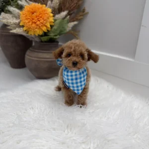 Gouda - FBB Toy Goldendoodle Puppy - Litter --_