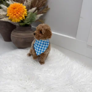 Gouda - FBB Toy Goldendoodle Puppy - Litter --_