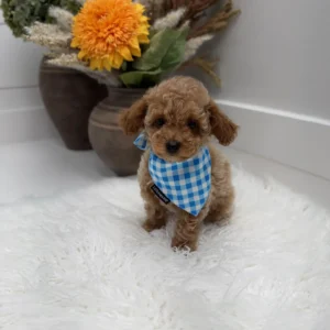 Gouda - FBB Toy Goldendoodle Puppy - Litter --_