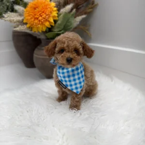 Gouda - FBB Toy Goldendoodle Puppy - Litter --_
