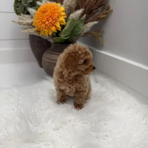 Gouda - FBB Toy Goldendoodle Puppy - Litter --_