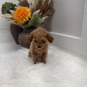 Gouda - FBB Toy Goldendoodle Puppy - Litter --_