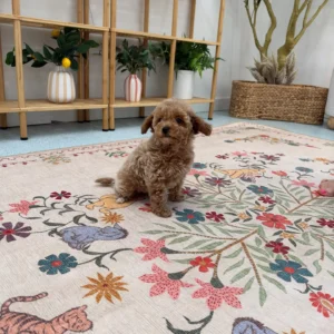 Gouda - FBB Toy Goldendoodle Puppy - Litter --_