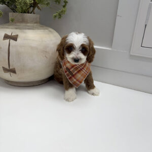 Groovy - FB Cavapoo Puppy - Litter --_