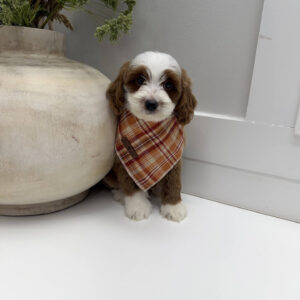 Groovy - FB Cavapoo Puppy - Litter --_