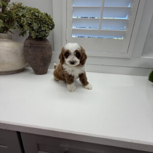 Groovy - FB Cavapoo Puppy - Litter --_