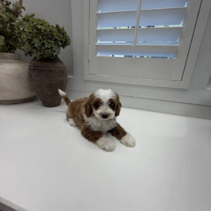 Groovy - FB Cavapoo Puppy - Litter --_