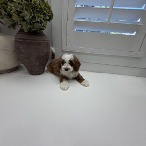 Groovy - FB Cavapoo Puppy - Litter --_