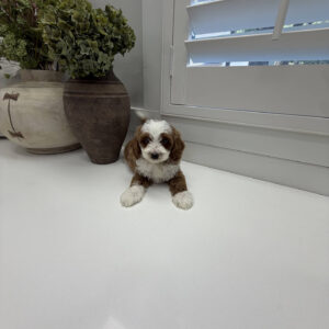 Groovy - FB Cavapoo Puppy - Litter --_