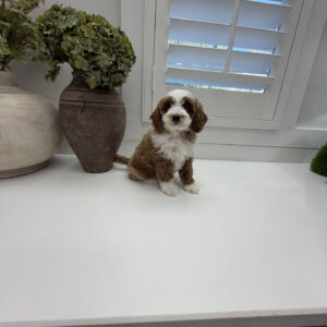 Groovy - FB Cavapoo Puppy - Litter --_