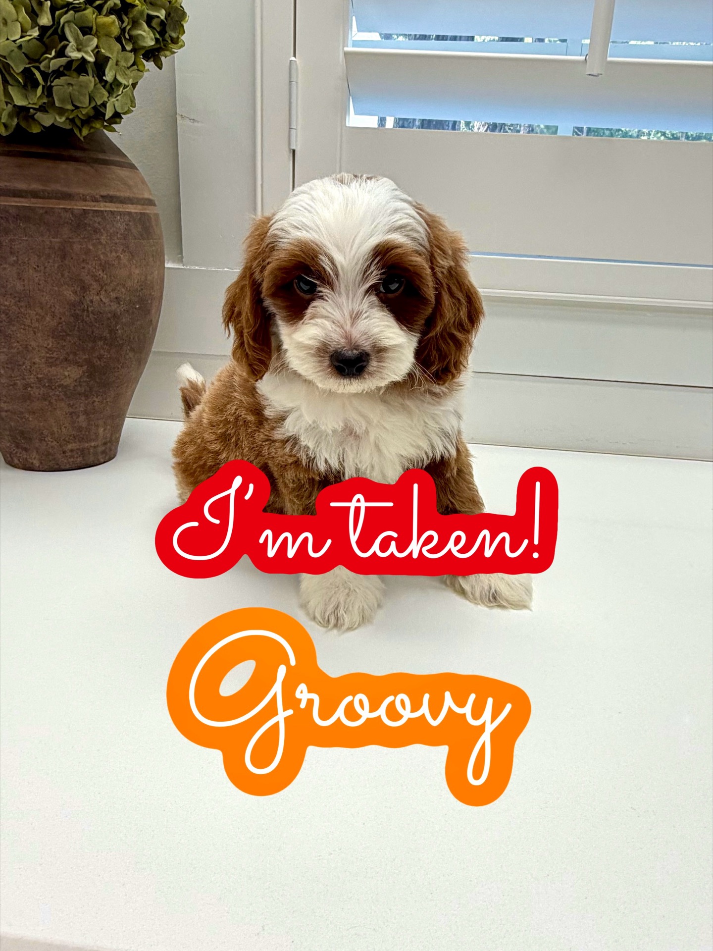 Groovy - FB Cavapoo Puppy - Litter --_Forever Home in Staten Island NY
